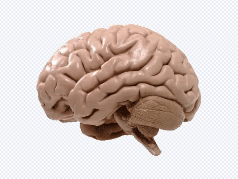 Brain Big Brain GIF