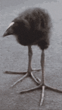 Brainrot Meme GIF