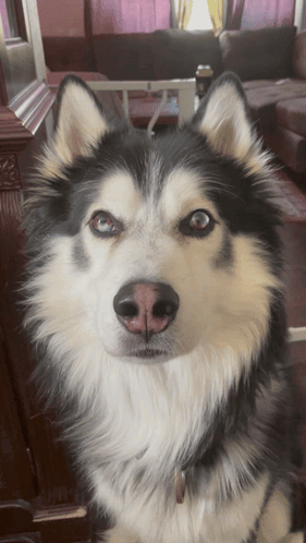 Bruce Baby Dog GIF