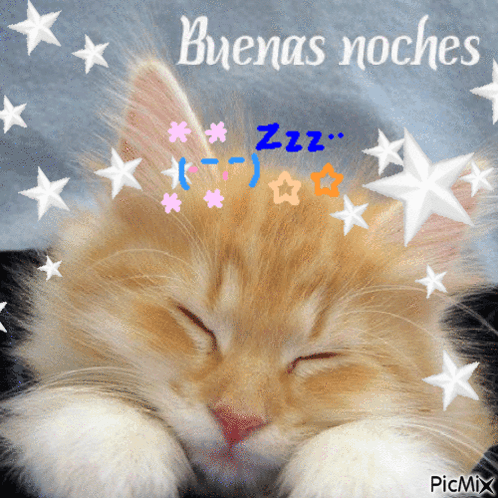 Buenas Noches Gato GIF