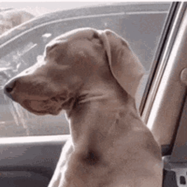 Buford Dog GIF