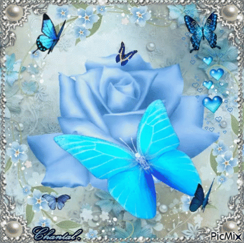 Bule Rose GIF