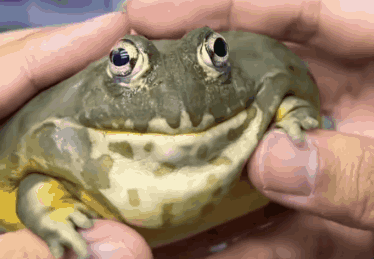 Bullfrog Dancing Frog GIF