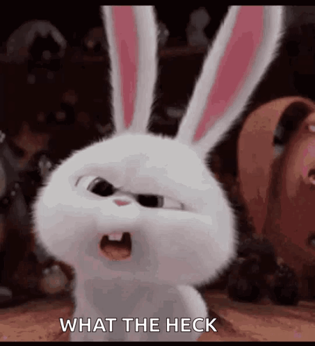 Bunnies What GIF