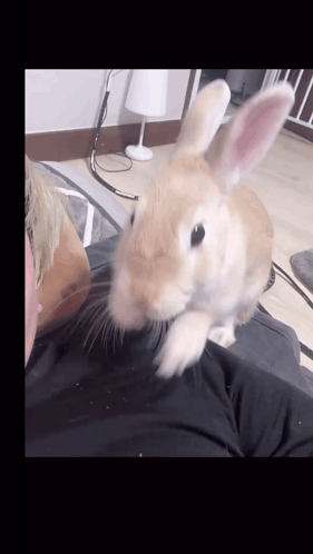 Bunny Bunnies GIF
