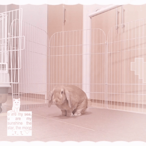 Bunny Bunnies GIF