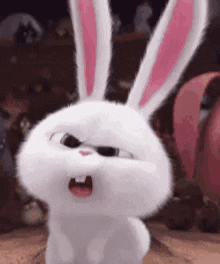 Bunny Huh GIF