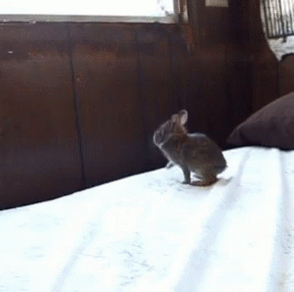 Bunny Jumping GIF