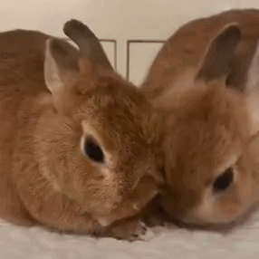 Bunny Kiss Bunny Cuddle GIF