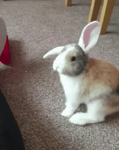 Bunny GIF