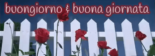Buongiorno Buona Giornata Buon Giorno Buongiorno Per Tutto Il Giorno GIF