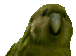 Burd Parrot Sticker