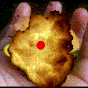Burger Micro GIF