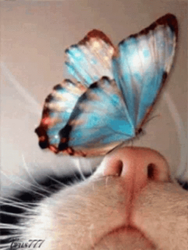 Buttefly Images GIF