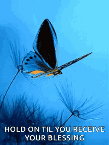 Buttefly Images GIF