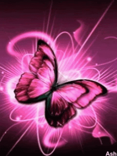 Butterflies Beautiful GIF