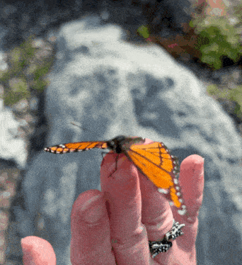 Butterfly Butterflies GIF