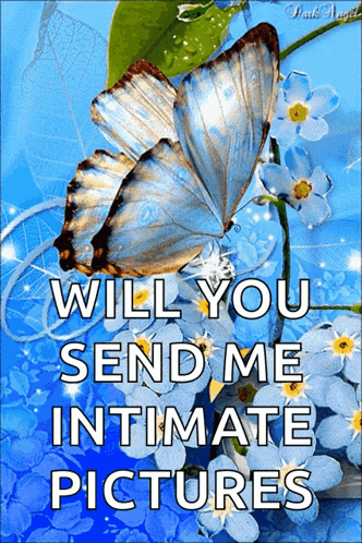 Butterfly Flower GIF