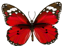 Butterfly Sticker