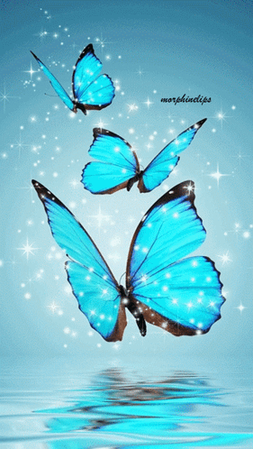 Butterfly GIF