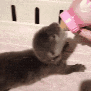Cali7 GIF