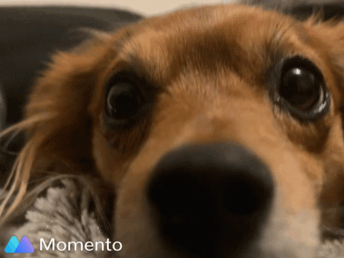 Callie Yorkipomchi GIF