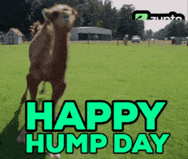 Camel Crypto GIF