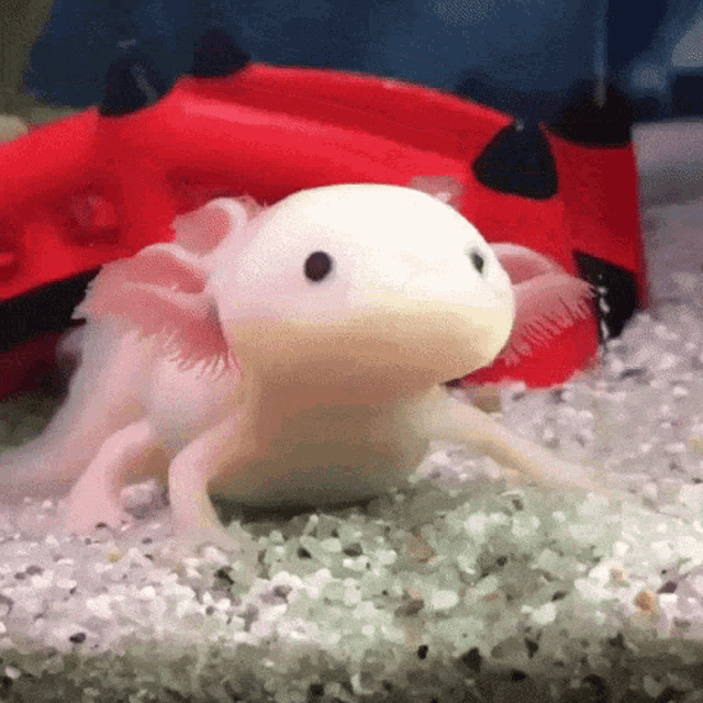 Candycorn Candy Axolotl Supremacy Corn GIF
