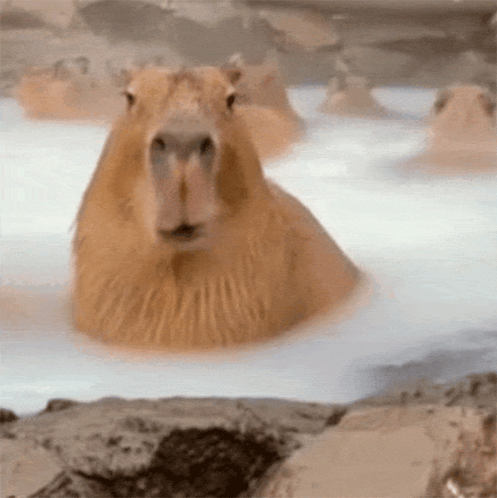 Cap Chewin GIF