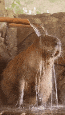 Capy Capybara GIF