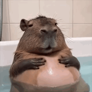 Capybara Capybara Cute GIF