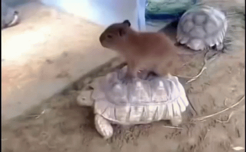 Capybara GIF