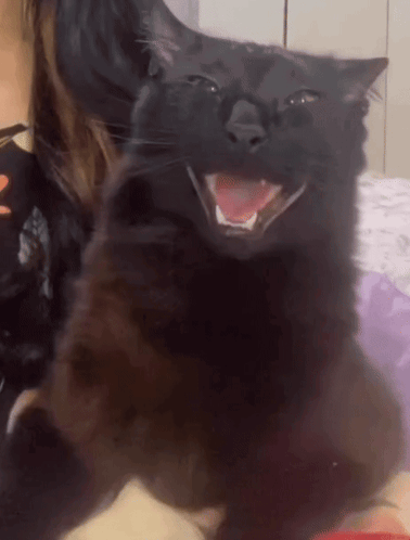 Caquinho Cacquinho Cat GIF
