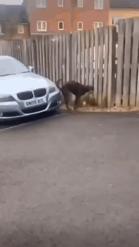 Car Bmw GIF