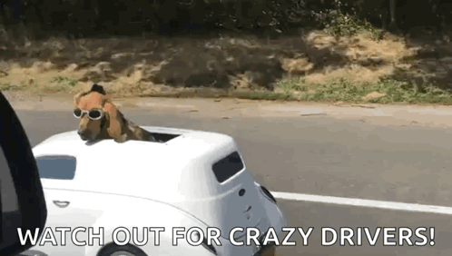 Car Dog GIF