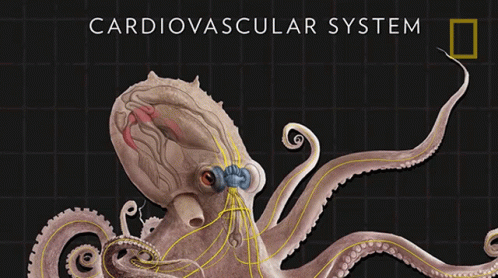 Cardiovascular System Three Hearts GIF