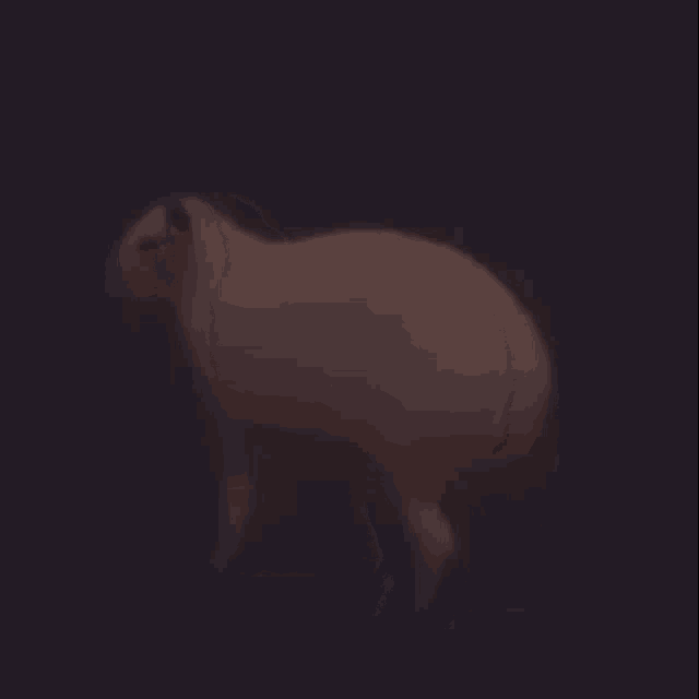 Carpincho Capybara GIF