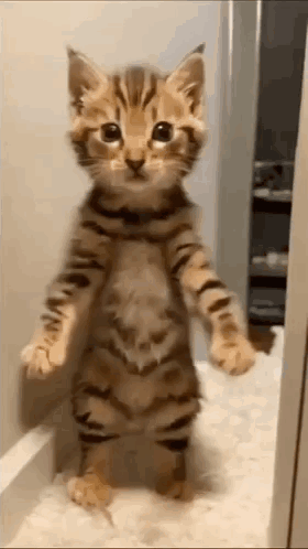 Cat Ai GIF