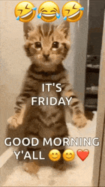 Cat Ai GIF