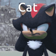 Cat GIF