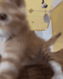 Cat Attack GIF