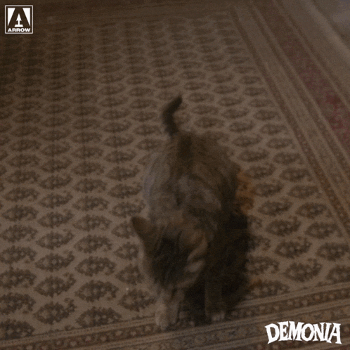 Cat Attack GIF