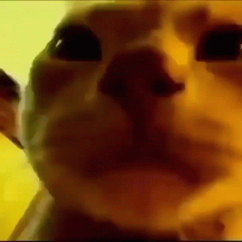 Cat Ballad Cute GIF