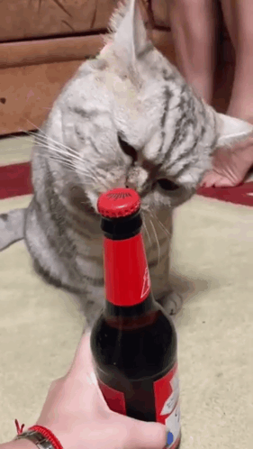 Cat Beer GIF