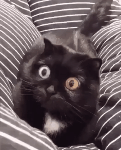 Cat Big Eyes GIF
