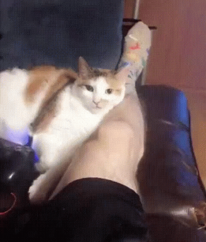 Cat Bite GIF