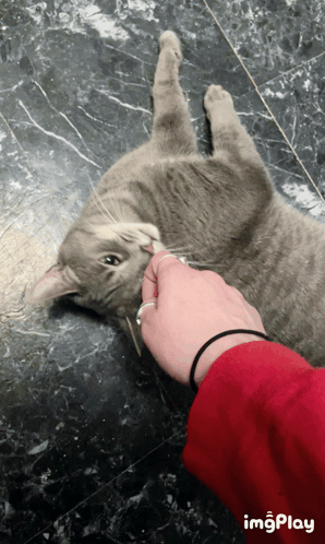 Cat Bite GIF