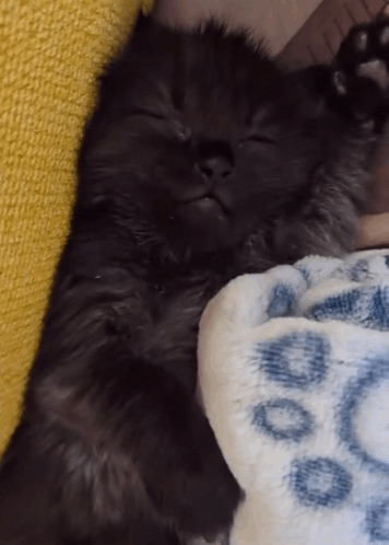 Cat Black Cat GIF