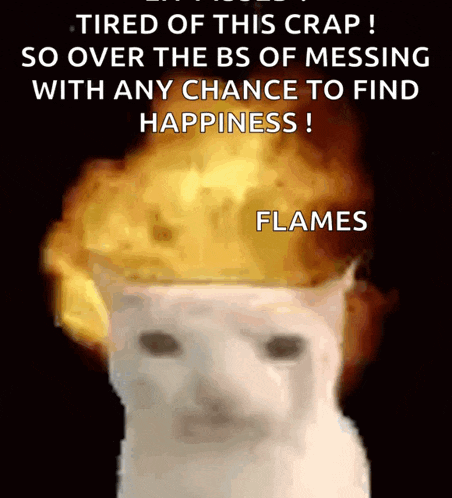 Cat Boom GIF