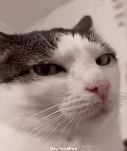 Cat Bored Cat GIF